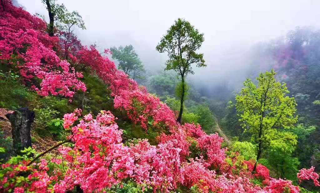 洛阳旅游攻略醉美西泰山风景酒店~邀您来共赏杜鹃花