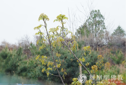 谷雨前后，是吃这种芽菜的好时节！