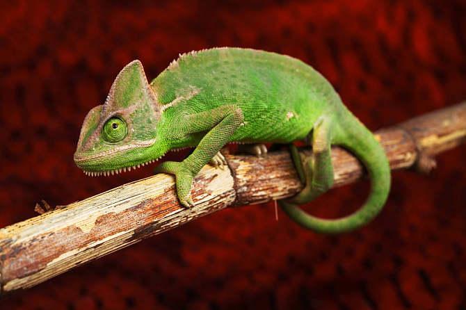 图注:前肢手指能够对握的变色龙,图片来自网络