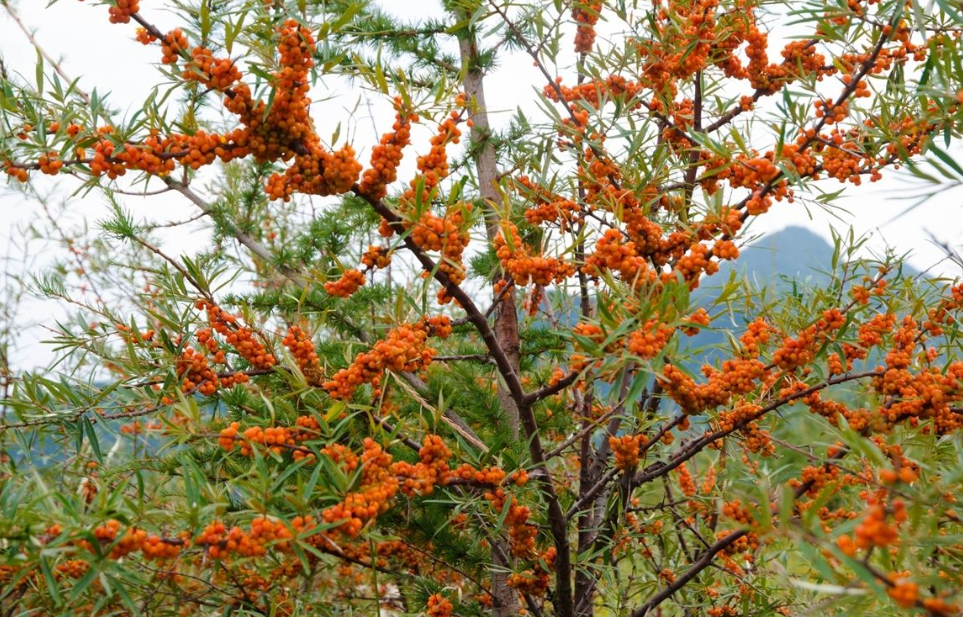 沙棘林冠层的截水作用 沙棘早期生长迅速,可以在几年内以其繁荣的枝叶