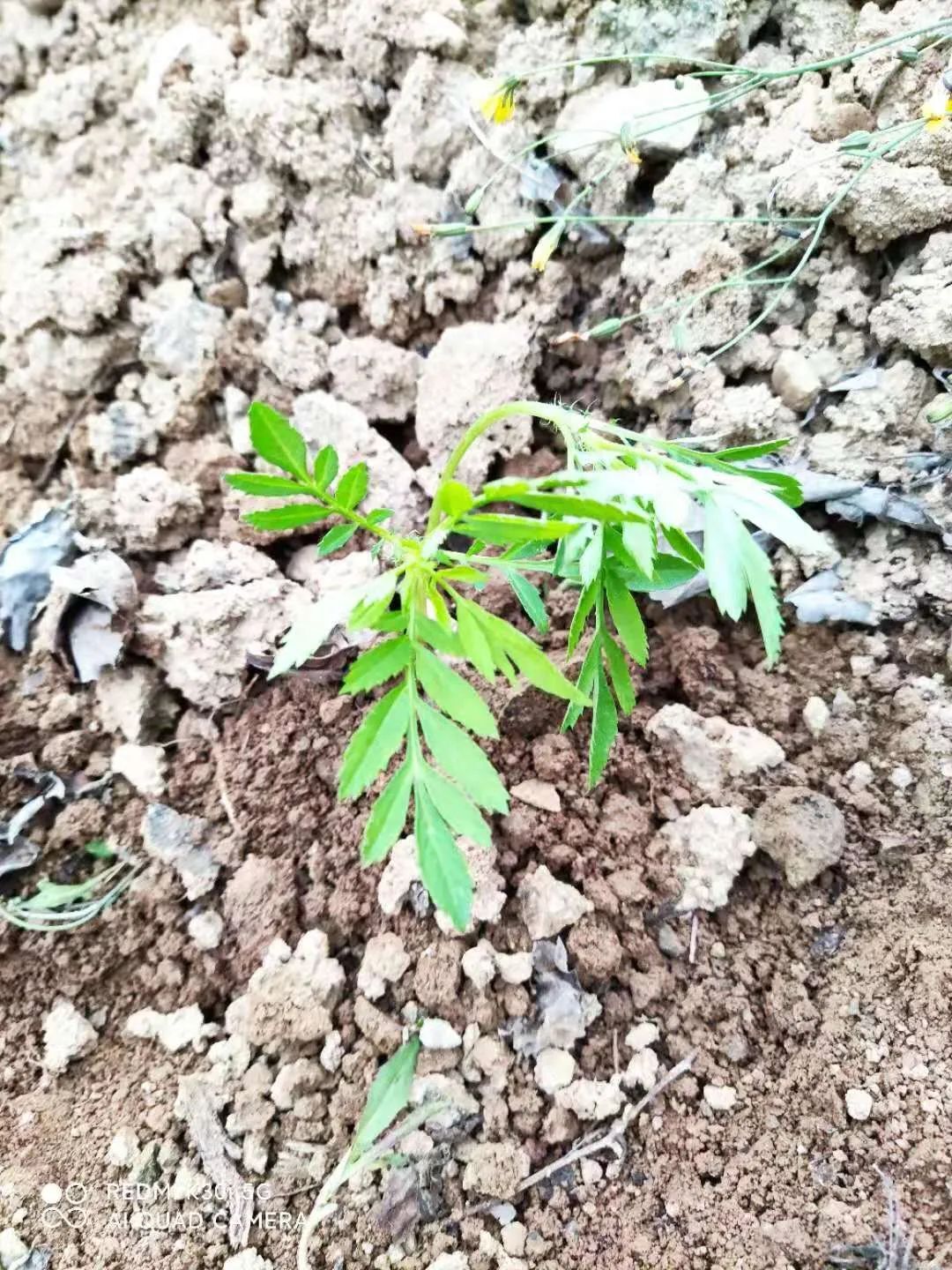 甘肃成县黄陈镇黄陈村:万寿菊苗移栽工作全面开展__凤凰网