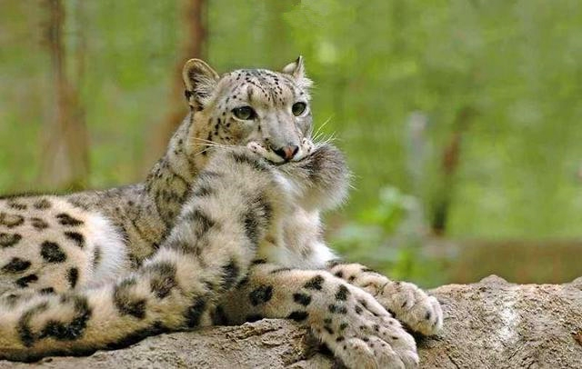 雪豹-奔跑在高海拔的雪山精灵