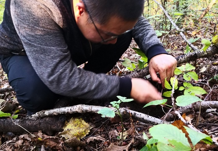 荷香豆作用与功效图片