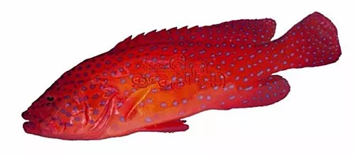 烹熟后鱼肉非常诱人美味. 皇帝星斑