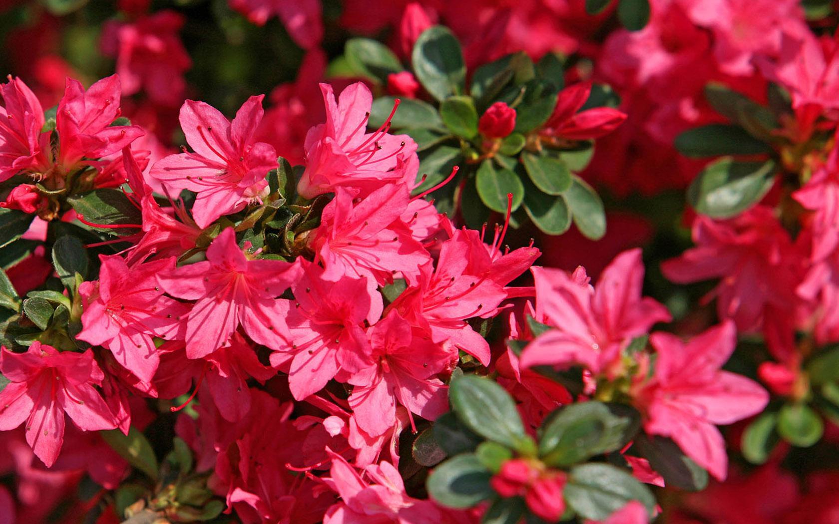 五一出游防疫不松懈,丹寨杜鹃花灿若红霞只等你来!