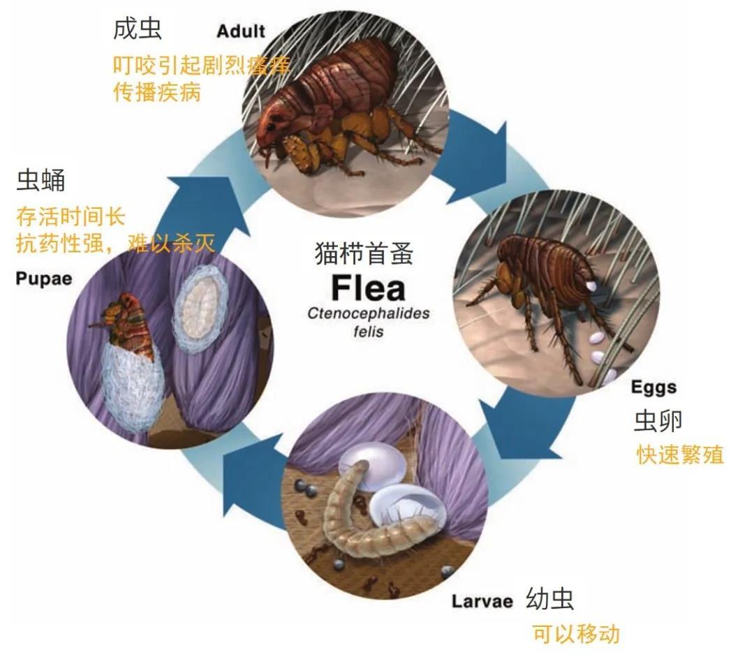 跳蚤的生命週期分為卵,幼蚤,蛹,成蚤4個階段.