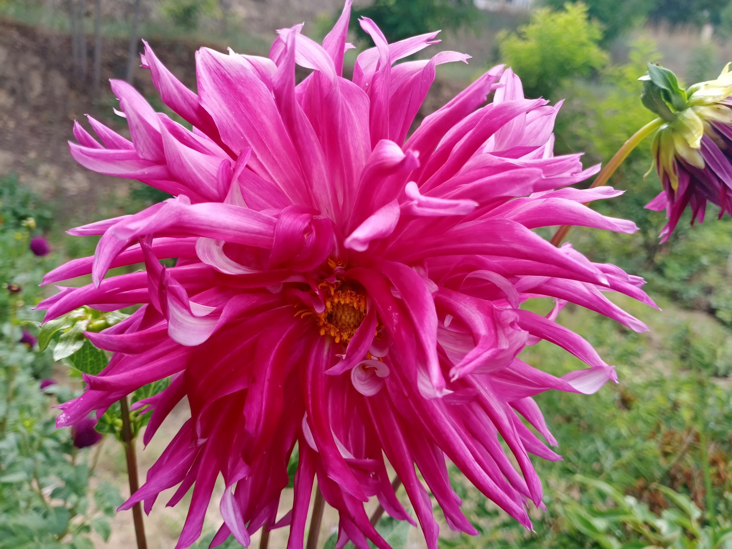 5月前养一种"牡丹",沾水就开花,放角落花更艳,花一开就350天