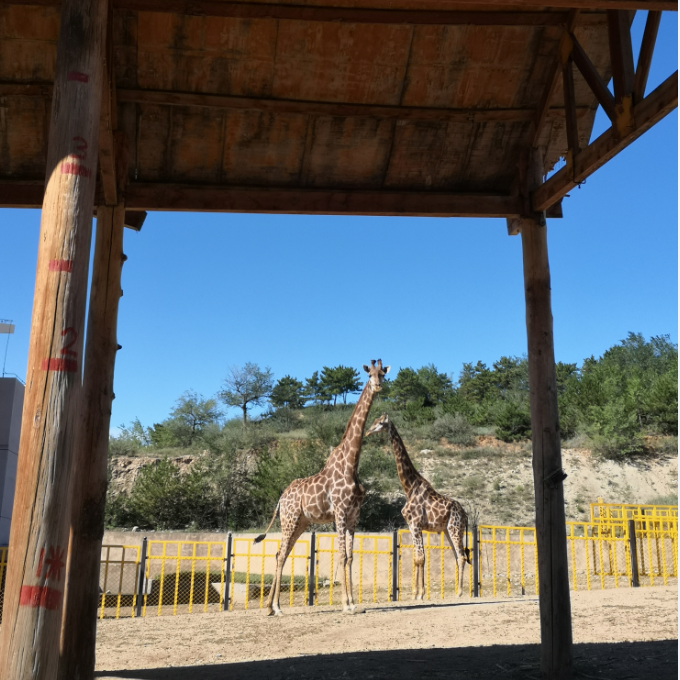 推薦| 內蒙古網紅打卡地 大青山野生動物園