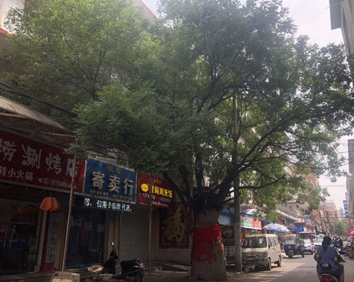 槐树凹李氏家谱序