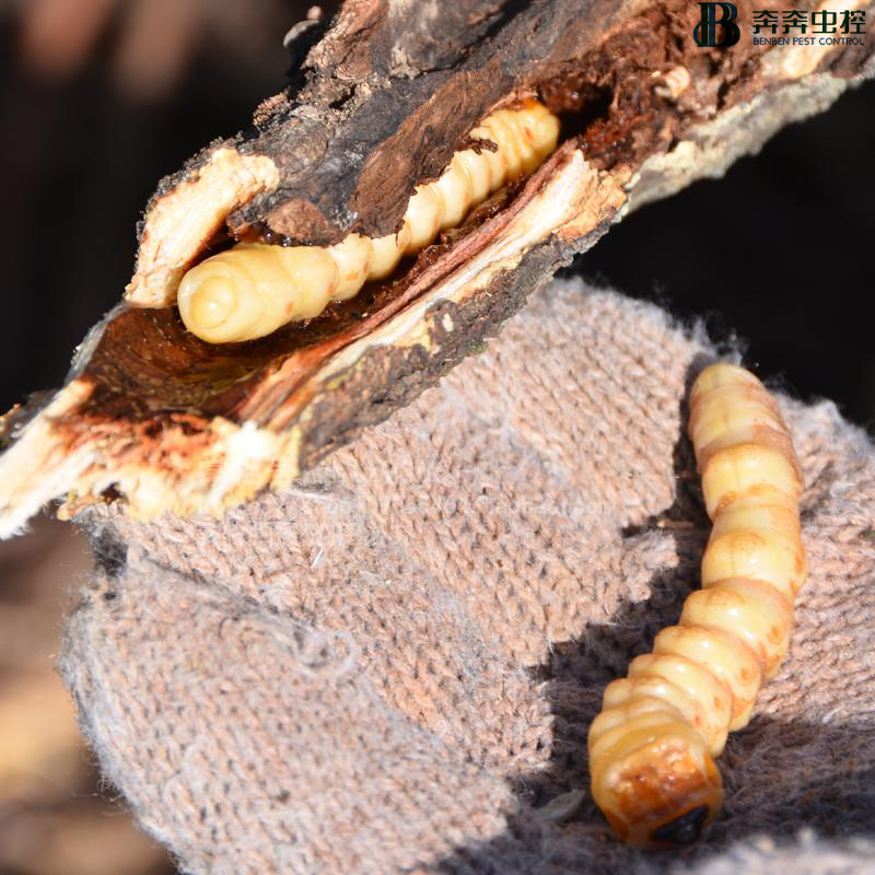 蛀虫的危害与防治__凤凰网