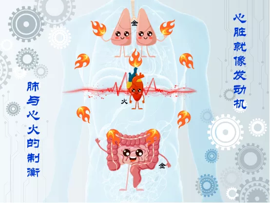 练气功的人都会练吐纳,在吸气时,让气沉丹田,丹田就是小肠的募穴,让肺