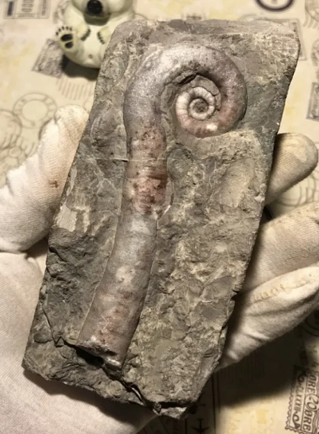 惊呆!贵阳机场厕所惊现4亿年前海鲜盛宴