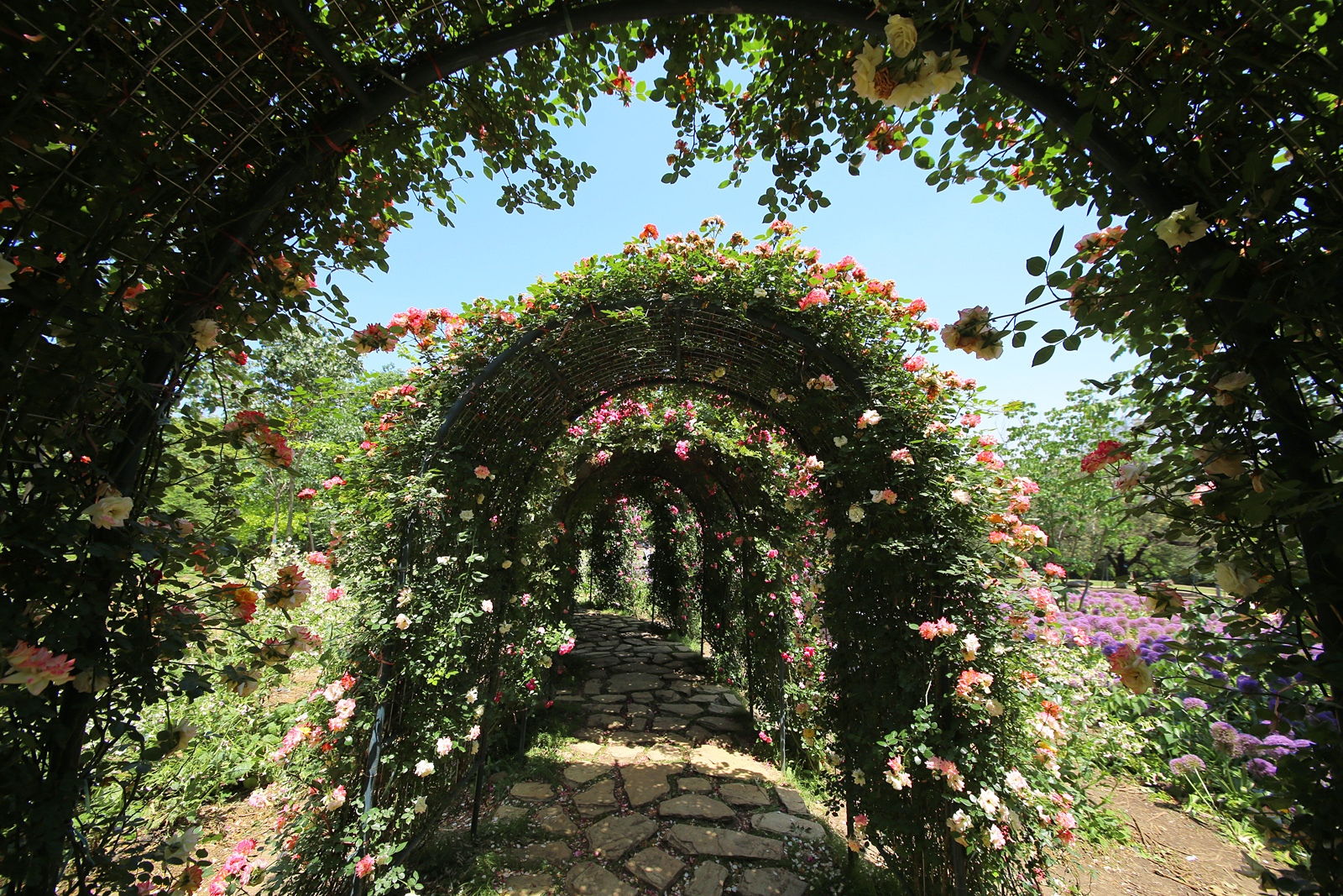 五一小长假,快来成都市植物园赏花游玩吧!