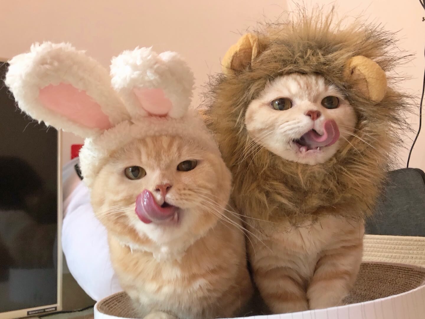 小狮子与小兔子__凤凰网