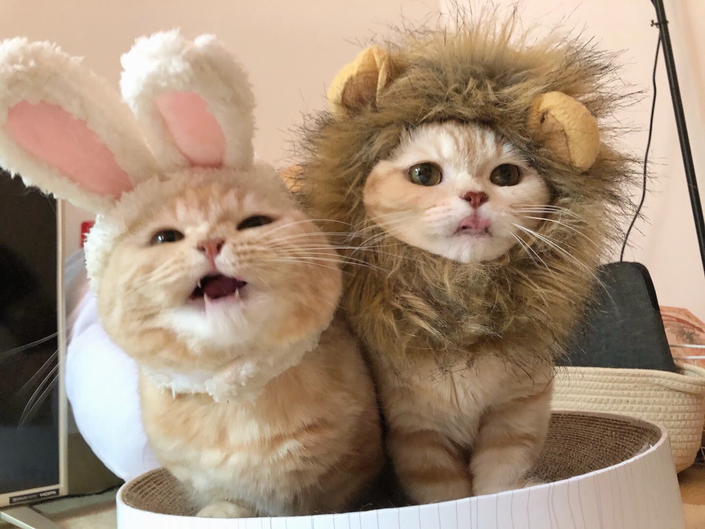 小狮子与小兔子__凤凰网