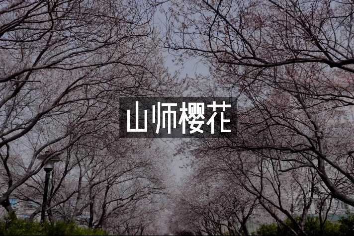 济南山师浪漫的“樱花大道”
