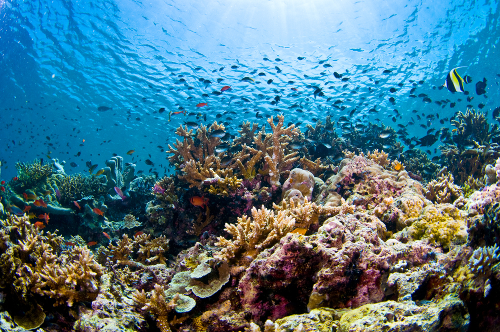 沉醉于那片深蓝!海洋与火山锻造的潜水胜地——诗丹巴