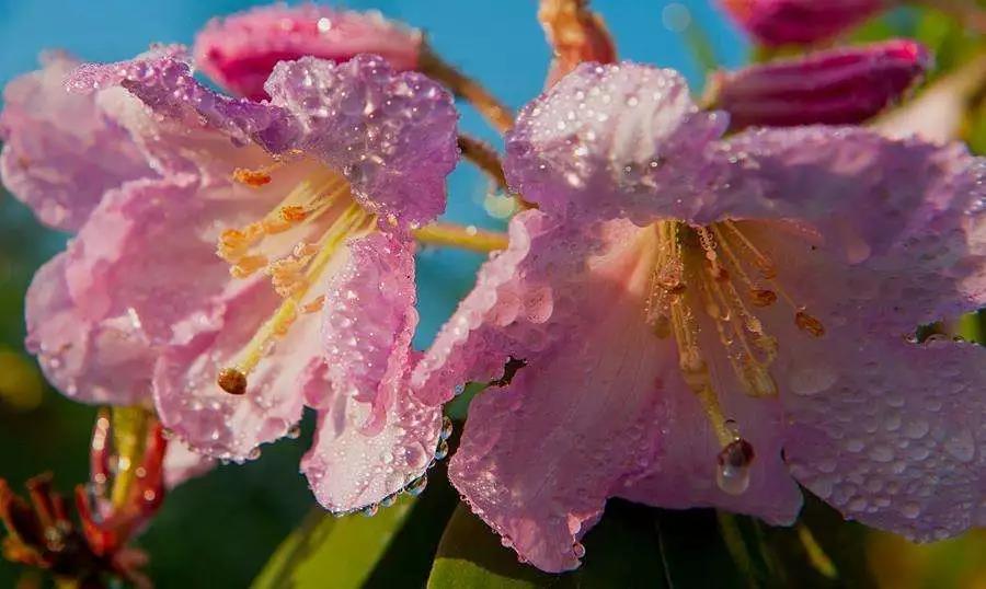 5 金阳索玛花节等着你 凤凰网
