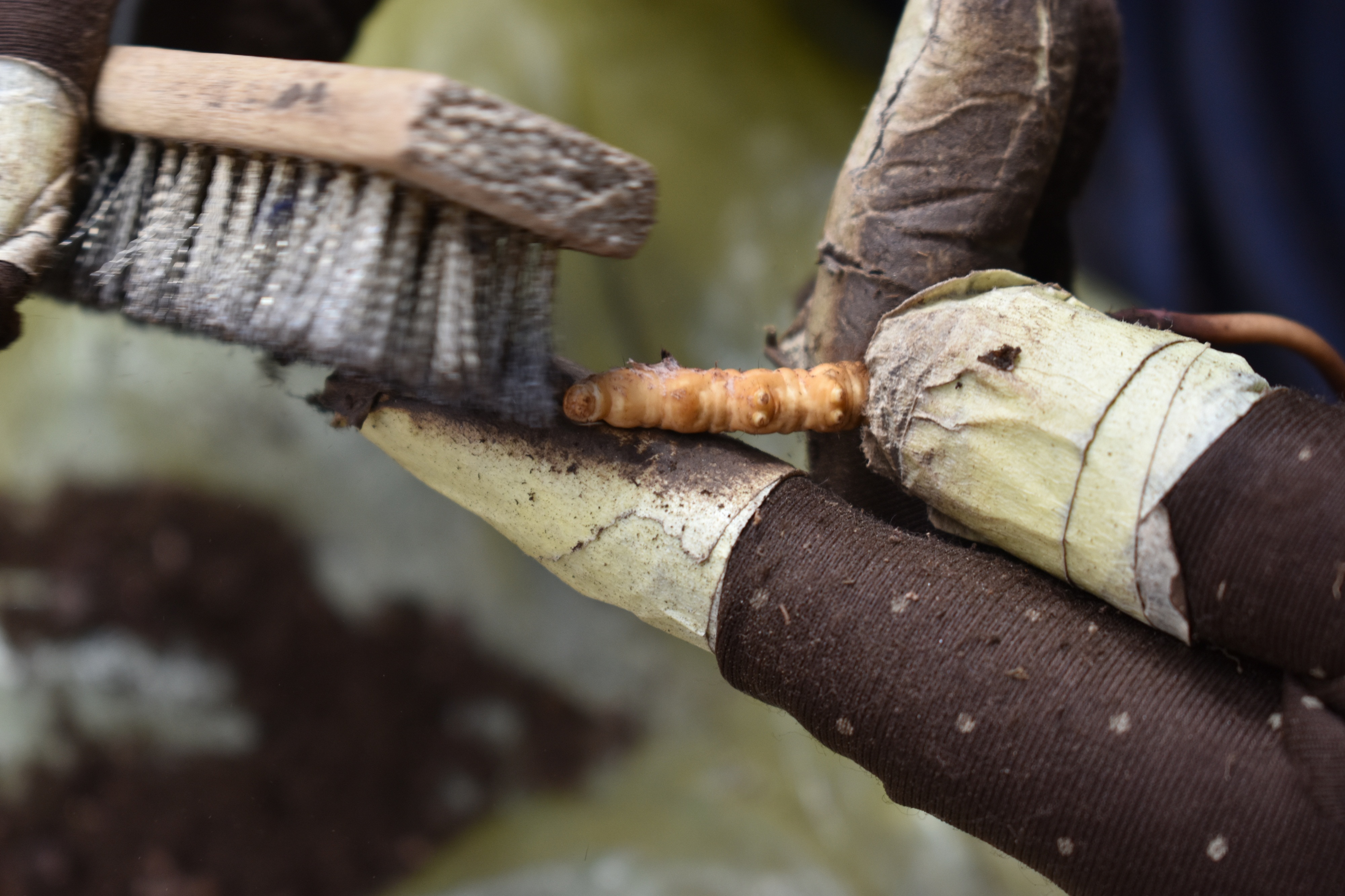 但是因为虫草的虫体有环纹,里边难免会残留泥土,人工很难刷干净,所以