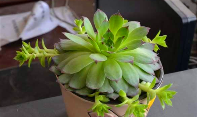 5种最美的绿色多肉,不用上色就很美,养成老桩更惊艳__凤凰网