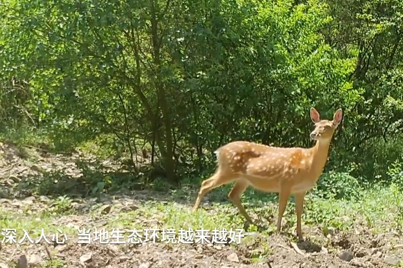 红外相机首次拍到六鹿同行