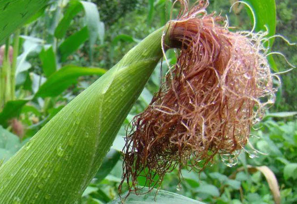 老中医几包草药治好多年复发的肾炎,治疗肾炎单味药:玉米须