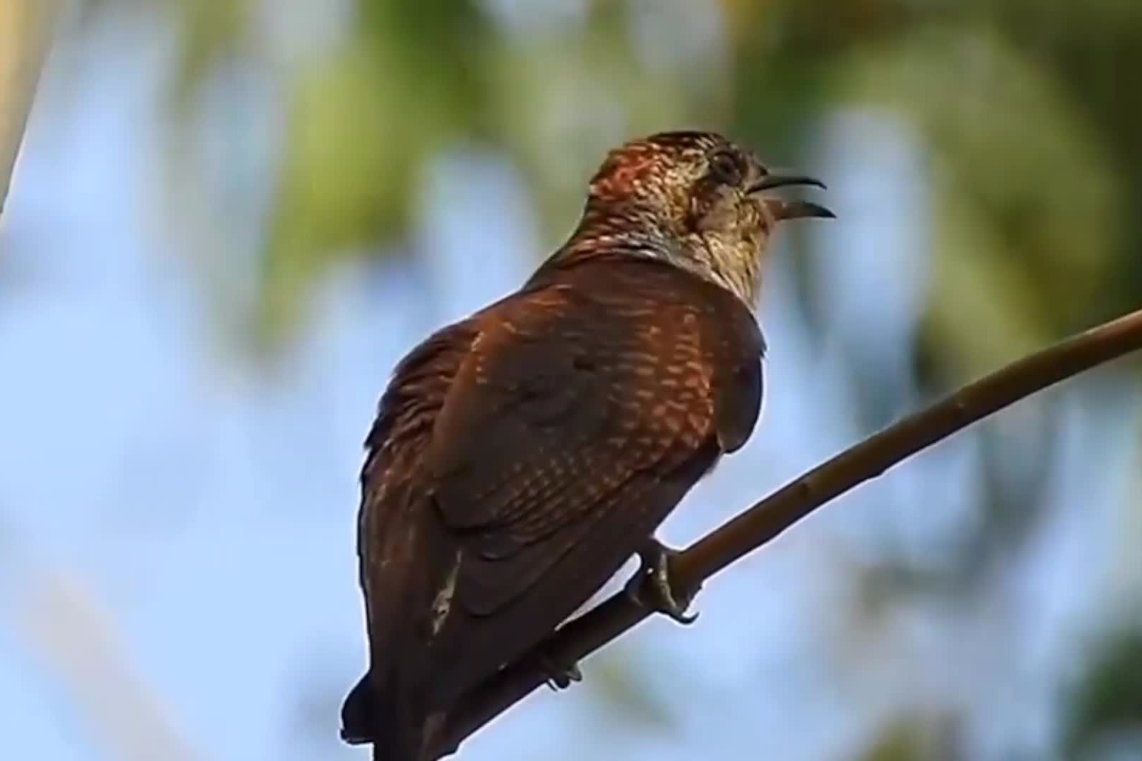 原来这就是八声杜鹃，近经常听到叫声，今天总算拍到了！