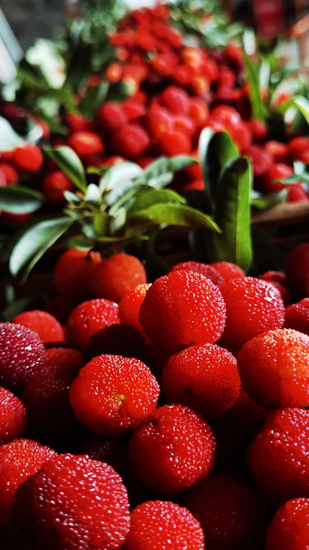 小镇杨梅中国红!虔心小镇第一届杨梅采摘节完美落幕!