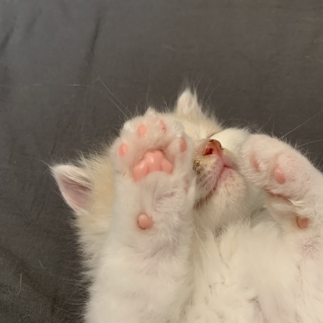 猫咪的小脚丫有几个肉垫呢?__凤凰网