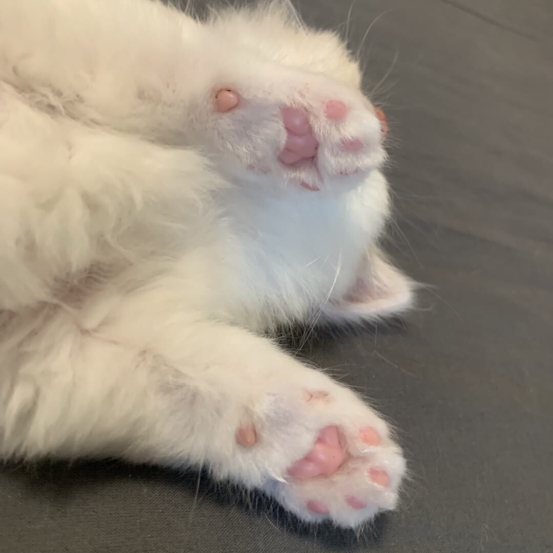 猫咪的小脚丫有几个肉垫呢?__凤凰网