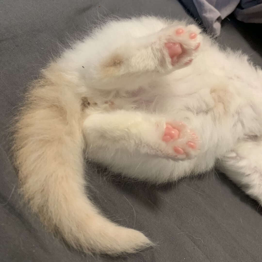 猫咪的小脚丫有几个肉垫呢?__凤凰网