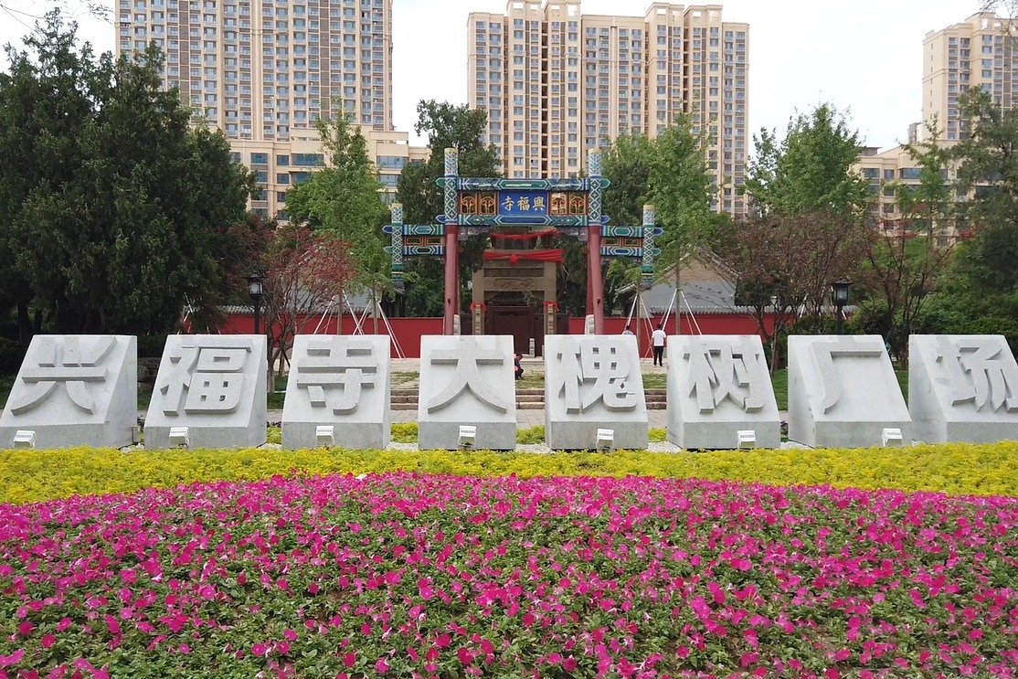 济南槐荫区兴福寺大槐树广场开园