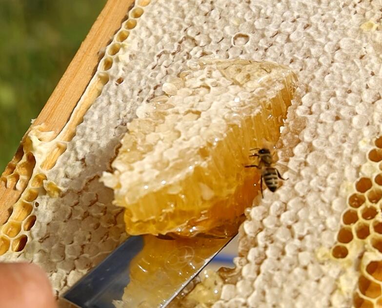 蜂蜡是蜜蜂腹部四对蜡腺分泌出来的蜡,用于建造巢脾.