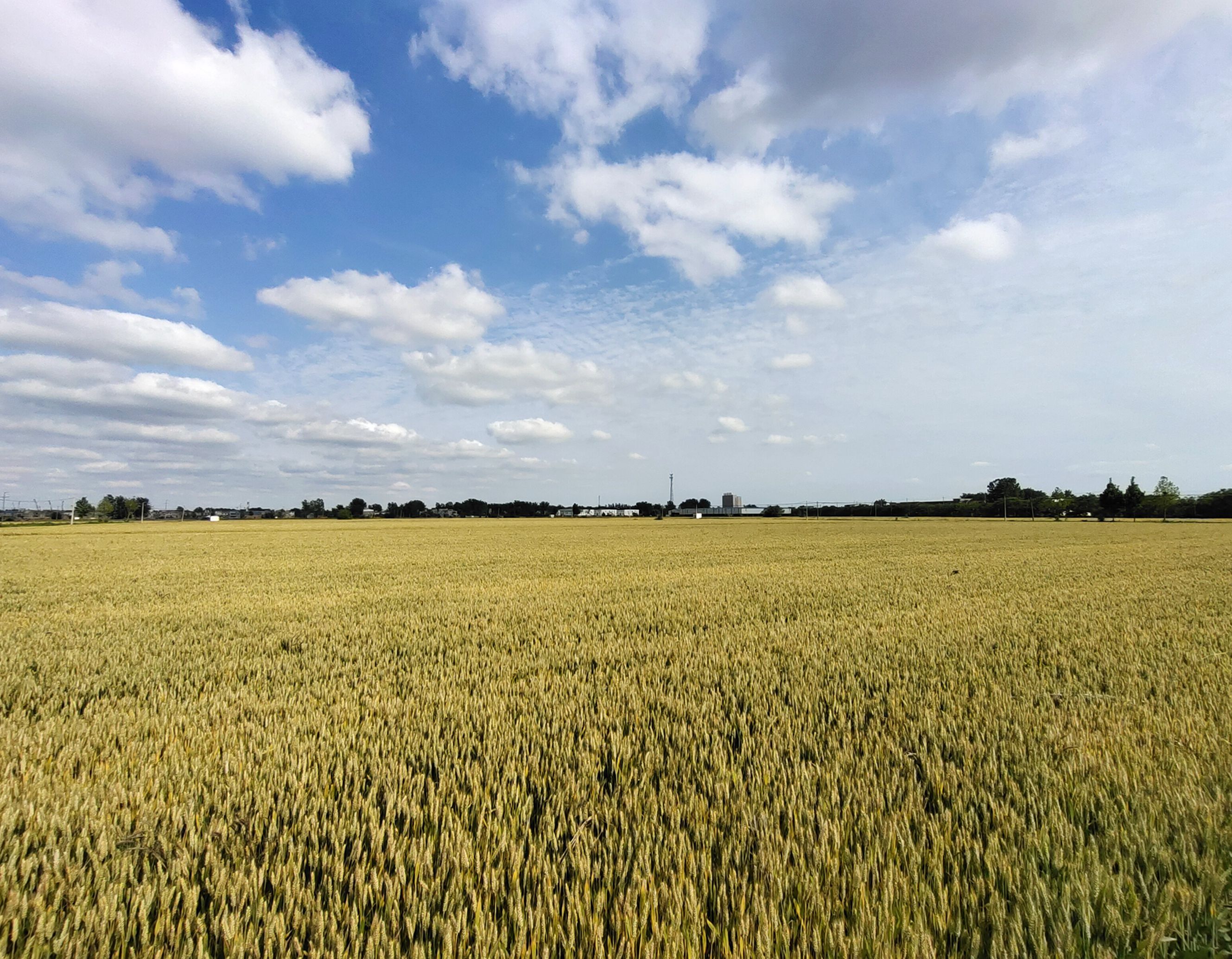 小麦丰收在望__凤凰网
