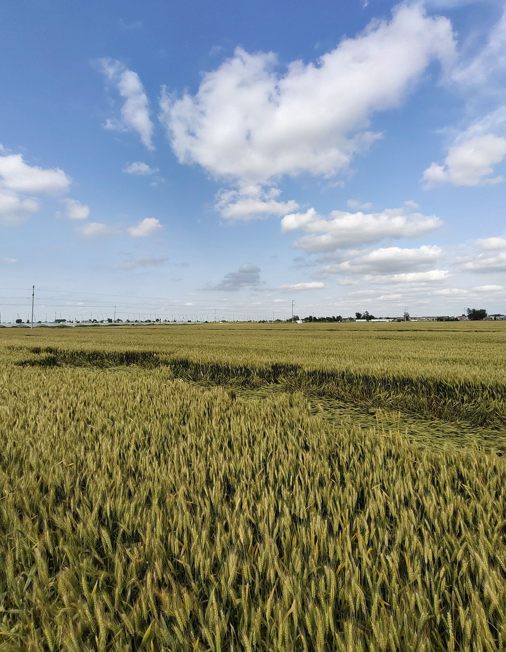 为了解蚌埠地区今年小麦生长情况,2021年5月20日,专程前往怀远县包集