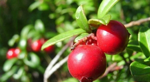 α-熊果苷焕亮精萃水乳怎么样?好用吗?真的能变白吗?