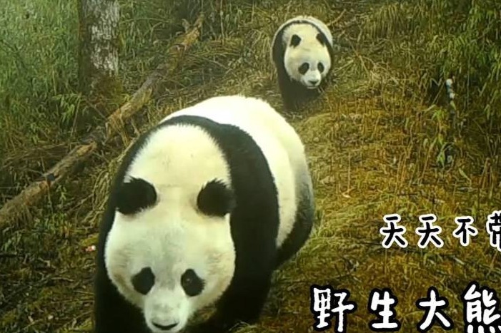 野生动物出镜的那些“名场面”