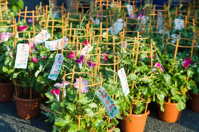 お盆 盂兰盆节 提到夏天,人们总是会想到盂兰盆节,这是日本人祭拜