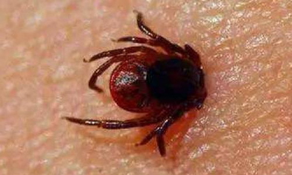 日本又出现了恙虫病除少数地区外全日本都有了患者__凤凰网