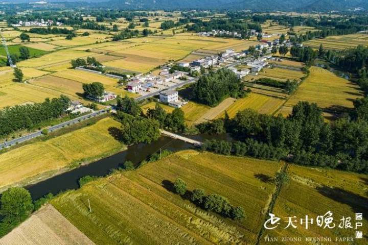 5月25日,驿城区蚁蜂镇,麦收的季节到了,各地的小麦都已经成熟,即将