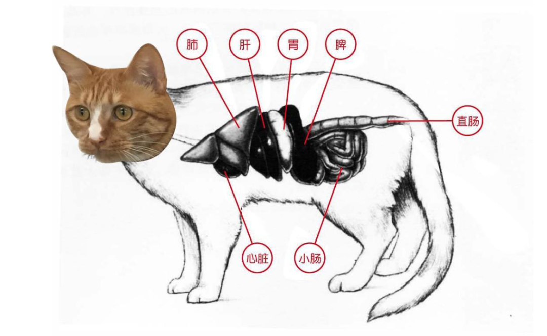 动物内脏分布图画高清图片