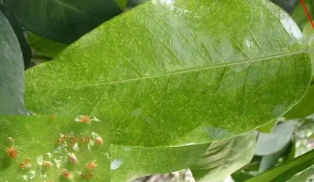 柑橘黄蜘蛛杀不尽怎么办,了解它的生活习性,找对防治方法__凤凰网