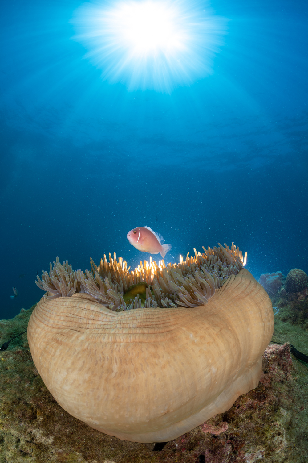 海南国际潜水节水下摄影大赛行业邀请赛获奖名单出炉