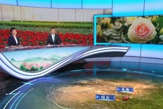 央视“沿着高速看中国”特别报道丨新区走出美丽“花路”