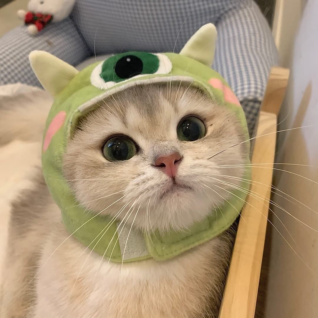 可爱蛙,呱呱呱……__凤凰网