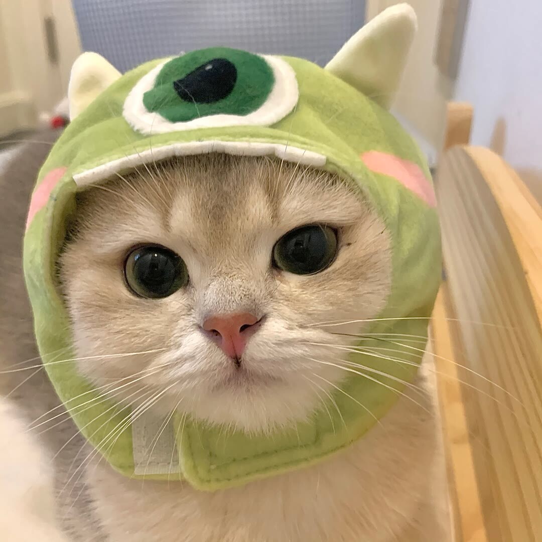 可爱蛙,呱呱呱……__凤凰网