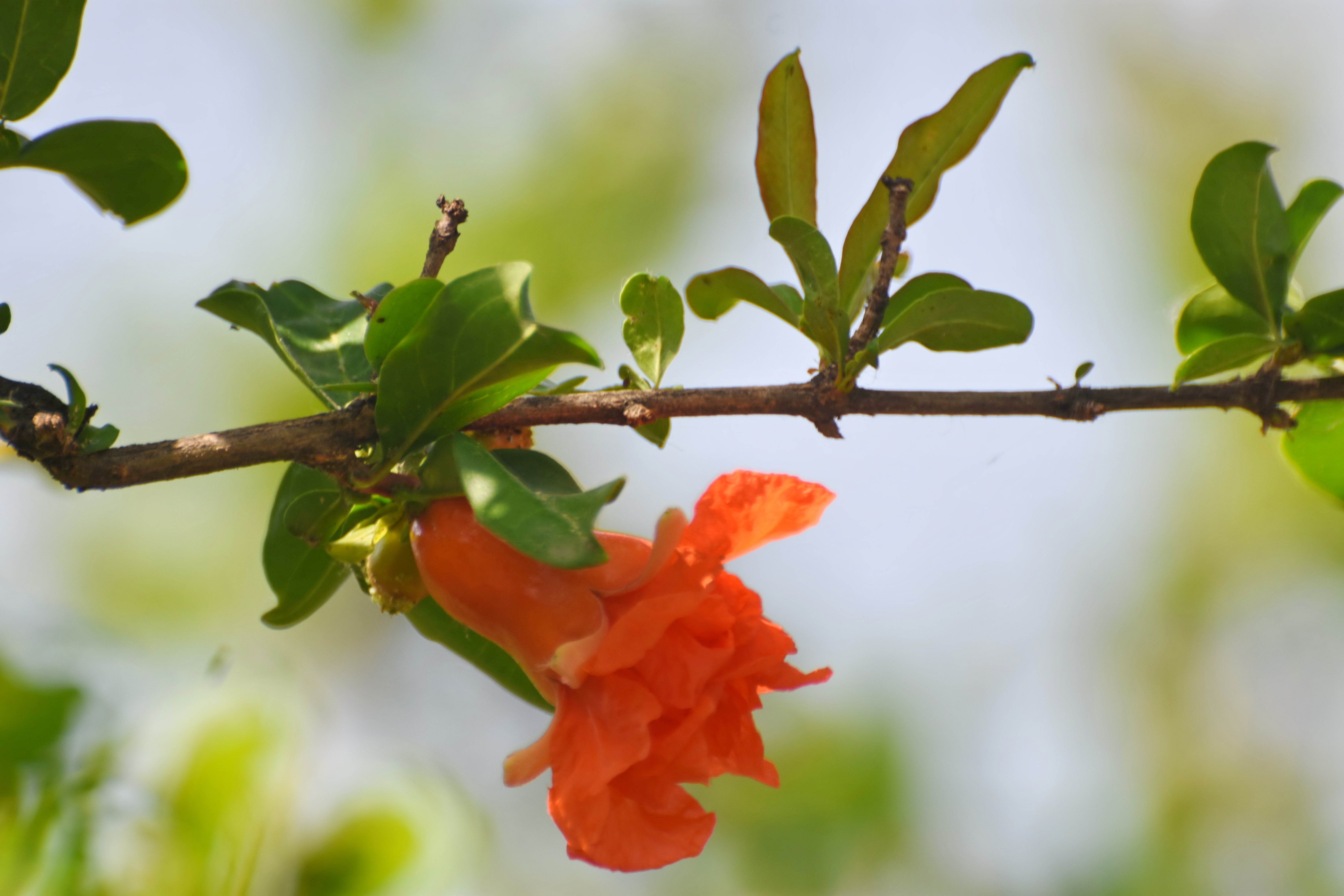 在河南安阳洹园内,一簇簇,一团团,一丛丛,红花绽放,绿叶映衬的石榴花