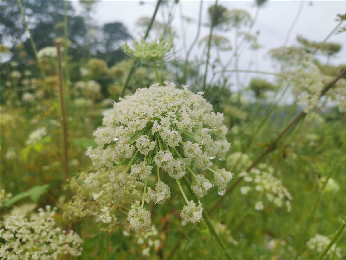 美丽吉安:蛇床花开 芳香怡人