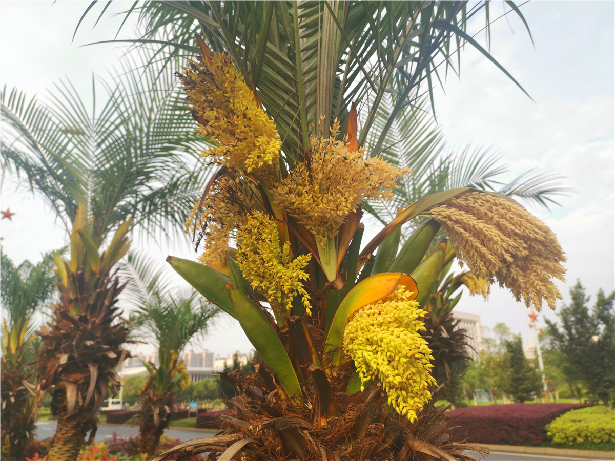 美丽吉安:吉州大道上的江边刺葵开花了__凤凰网