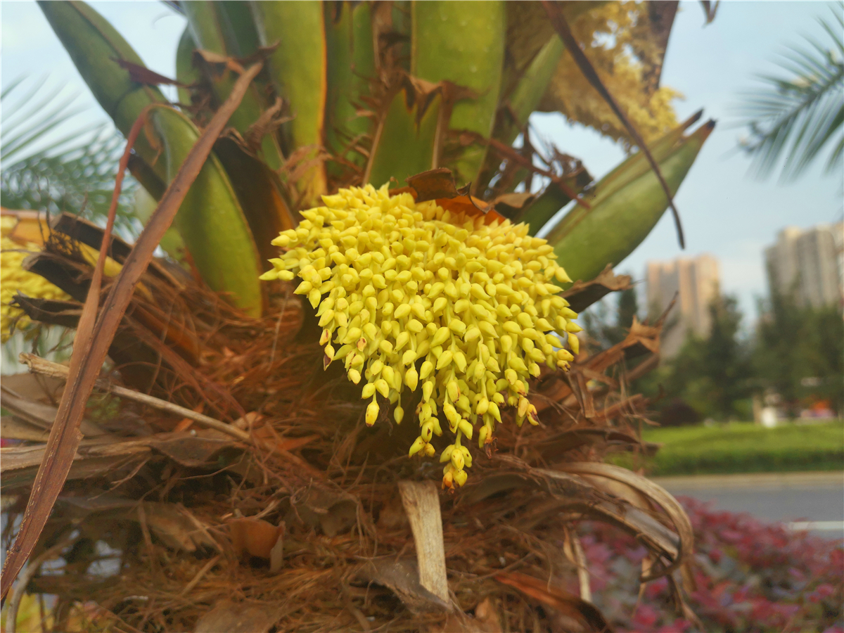 美丽吉安:吉州大道上的江边刺葵开花了__凤凰网